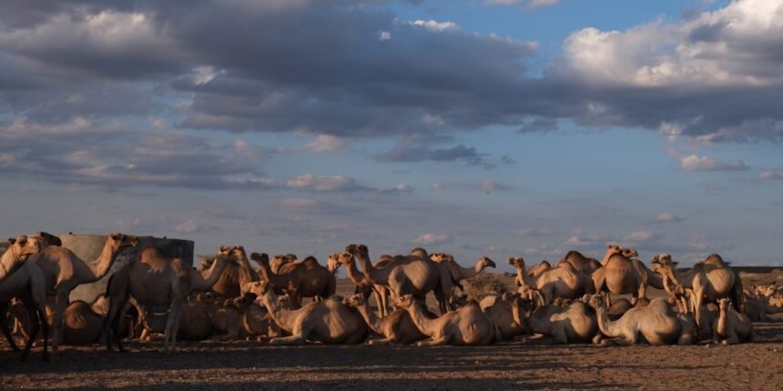 The Cancer Epidemic Left Behind After a U.S. Oil Mission in Kenya