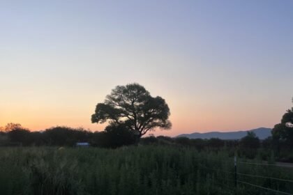 Giant “Grandmother” Tree Sparks New Struggle to Block Trump’s Border Wall