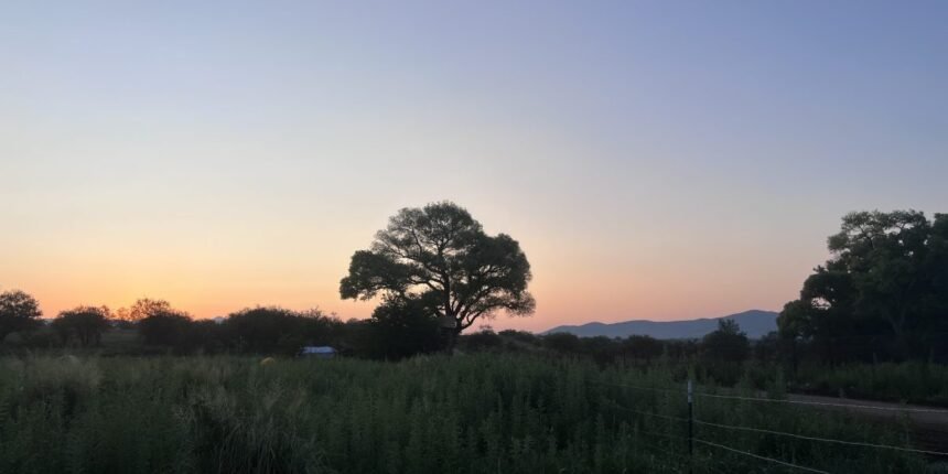 Giant “Grandmother” Tree Sparks New Struggle to Block Trump’s Border Wall
